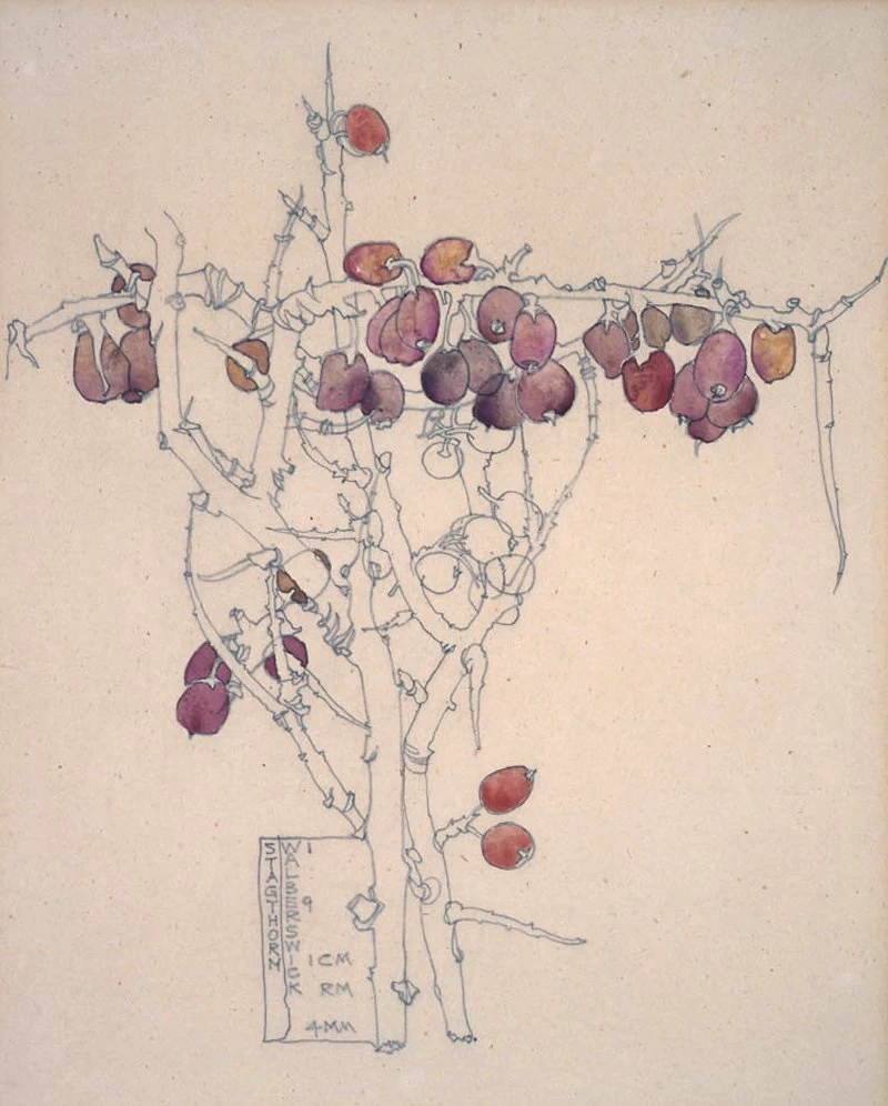 Stagthorn. Walberswick, 1914